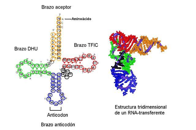 TIPOS DE RNAs RNAt = levam os aminoácidos para o RNAm durante o processo de síntese proteica.