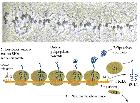TIPOS DE RNAs RNAr = são os mais abundantes produzidos pela célula e, também passam para o citoplasma, depois de um certo período de acúmulo no