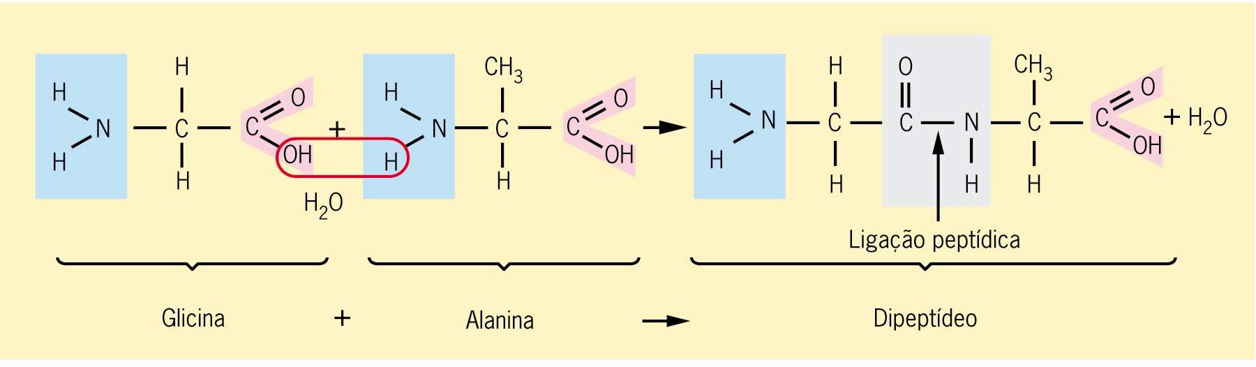 LIGAÇÕES PEPTÍDICAS É a ligação covalente entre dois aminoácidos com a liberação de uma molécula de água.