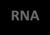 EXERCÍCIOS 2. Uma cadeia de RNA mensageiro é formada a partir de uma fita de DNA, que apresenta a seguinte sequência de bases nitrogenadas: TAAATGGCG.