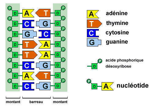 ÁCIDOS NUCLEICOS: