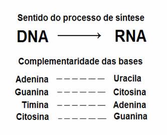 ÁCIDOS NUCLEICOS: RNA Ácido Ribonucleico com uma molécula de fita simples.