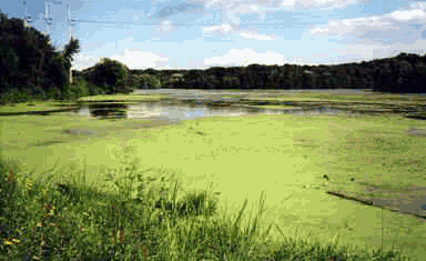 resíduos orgânicos nos rios, lagos e outros reservatórios que