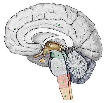 Divisão Anatômica do Sistema O cérebro : Telencéfalo Diencéfalo Tronco