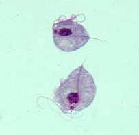 Protozoários flagelados Trypanosoma cruzi