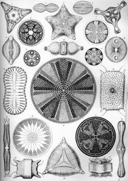 Algas unicelulares - bacilariófitas São as populares diatomáceas.