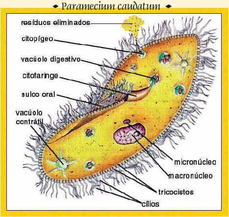 Filo Ciliophora Também conhecidos por protozoários