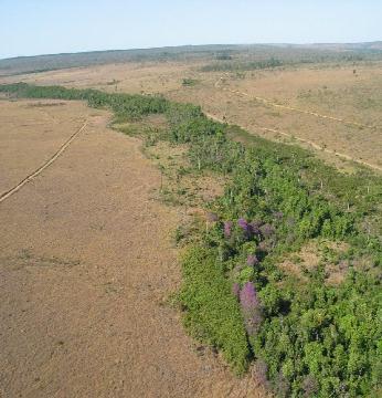 Cerrado Segundo maior bioma brasileiro. Formado por plantas tropófilas (adaptadas a uma estação seca e outra úmida).