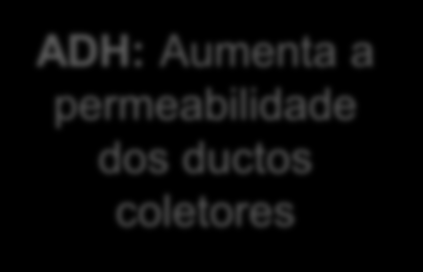 Antidiurético (ADH) ADH: Aumenta