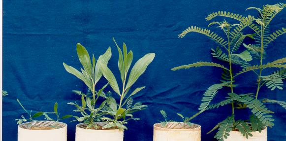 As Micorrizas Arbusculares Estimulam o Crescimento das Plantas em Solo