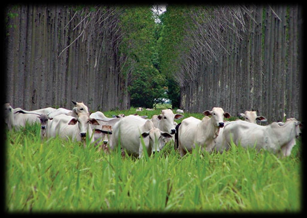 Empreendedorismo no Agronegócio 11 O cenário atual desafia empreendedores e colaboradores que atuam com atividades complexas, como a produção e comercialização de produtos e serviços no agronegócio,