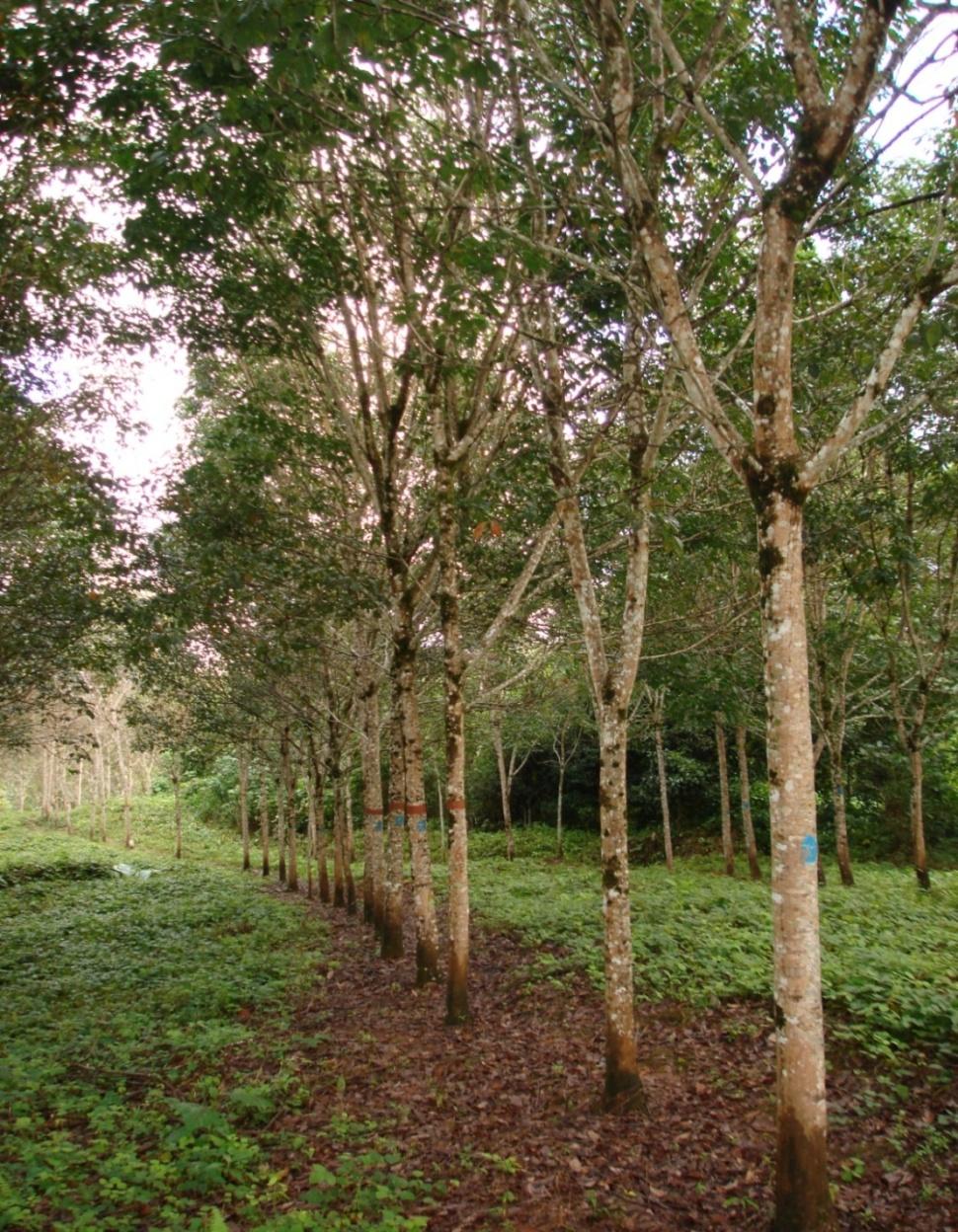 FLORESTAS RENOVÁVEIS COM DUPLA APTIDÃO Ciclagem de Nutrientes em um Seringal Seringal com leguminosas de cobertura maior ciclagem de