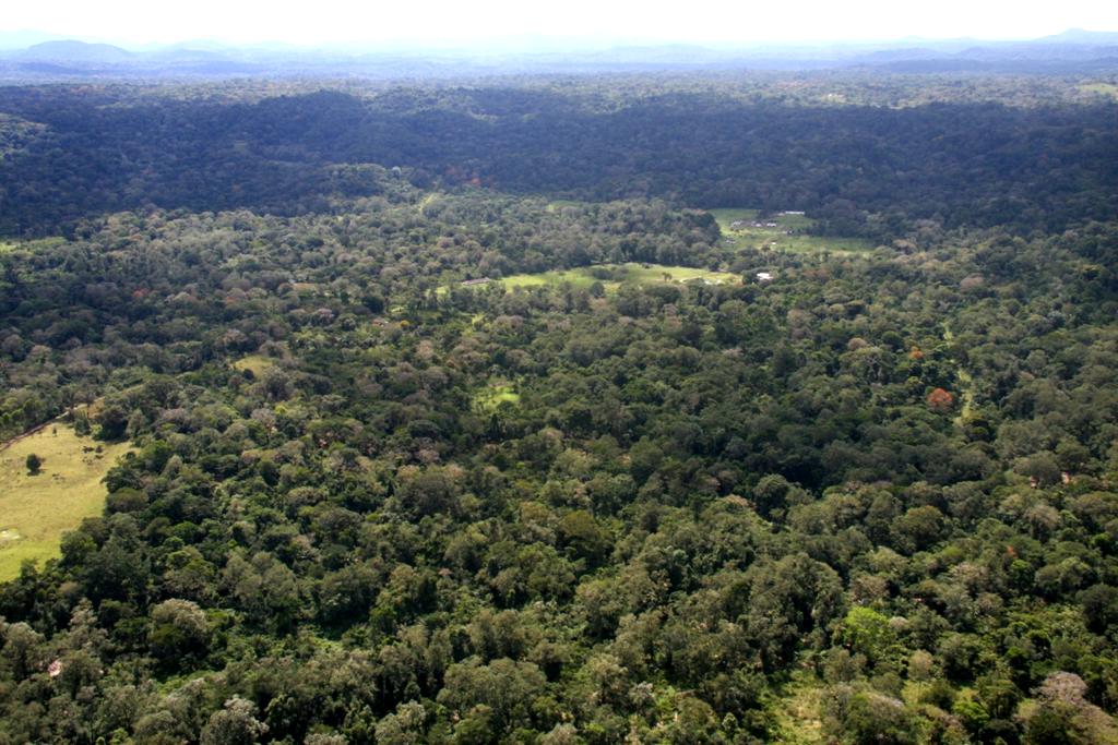 O MANEJO FLORESTAL SUSTENTÁVEL Objetiva administrar a floresta para