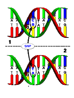 Tipos mais comuns de SNPs: Transição: base púrica é substituída por outra púrica A