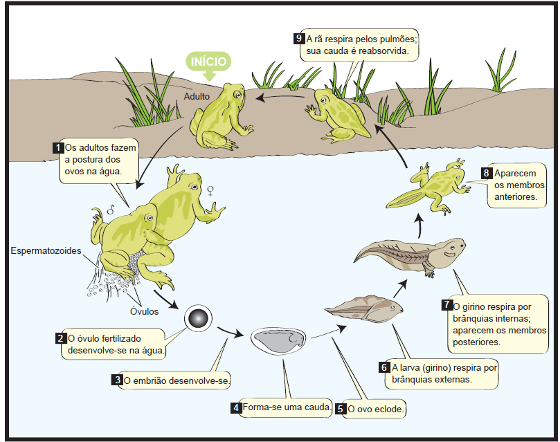 Anfíbios A reprodução dos