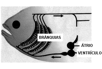 2006) A seguir está representada esquematicamente a interação entre sistema circulatório e sistema respiratório de peixes ósseos.