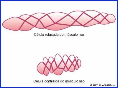MÚSCULO LISO TGI: ACTINA As membranas das fibras musculares são unidas por junções abertas (íons fluem