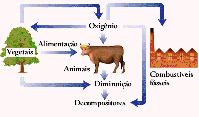 CICLO DO