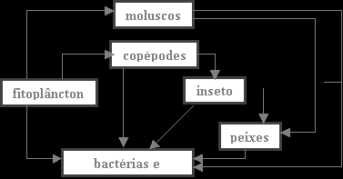 29. As alternativas apresentam os constituintes de uma cadeia alimentar de uma lagoa, onde foi aplicado DDT, sabendo-se que o DDT tem efeito cumulativo, em qual dos elementos da cadeia alimentar