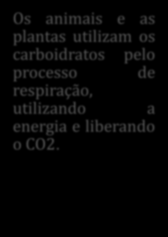 Ciclo Biológico o processo no qual a planta absorve energia solar e CO2 da atmosfera, produzindo oxigênio e carboidratos, que servem de base para o