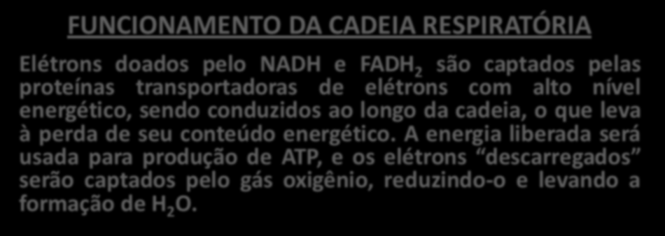 FUNCIONAMENTO DA CADEIA RESPIRATÓRIA Elétrons doados pelo NADH e FADH 2 são captados pelas