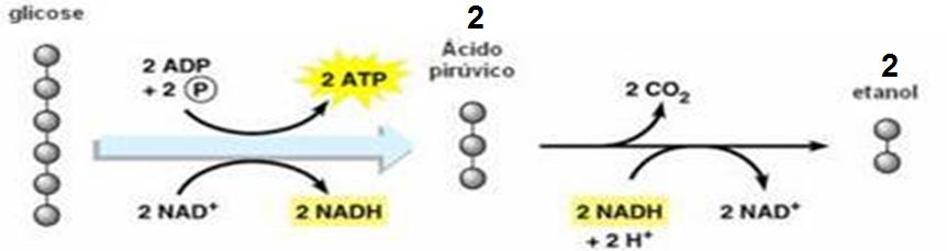 (Saccharomyces cerevisiae) IMPORTÂNCIA: