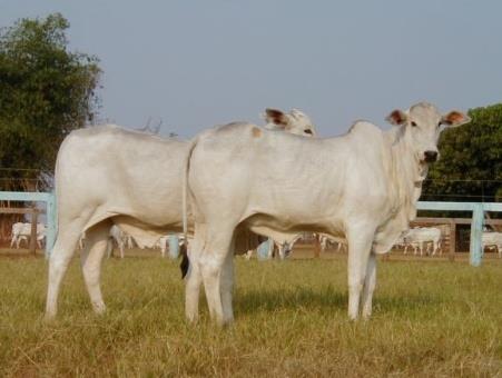 O gado que será comercializado pela empresa, em forma de bezerro, novilho magro ou gordo, deverá ser classificado no ESTOQUE (Ativo Circulante).