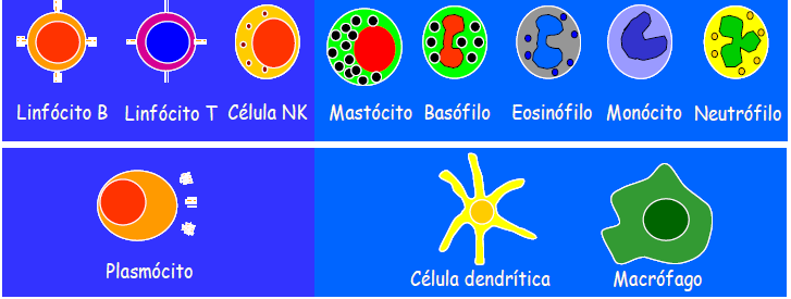 IMUNE Linfócitos NK Células Dendríticas Macrófagos e Monócitos