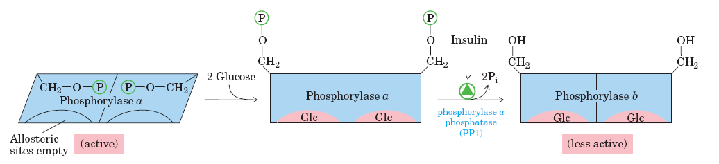 Glicogênio fosforilase hepática A glicogênio fosforilase hepática, diferentemente da enzima muscular, é insensível à presença de AMP porque o fígado não experimenta variações dramáticas na carga