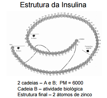 A insulina Pré e Próinsulina 2 cadeias: Cadeia A (21 aminoácidos)