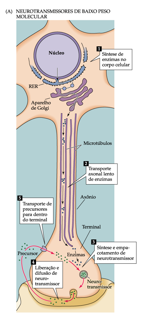 Síntese e armazenamento de NT 1. NO SOMA, as enzimas são geradas e transportadas ao longo do axônio até o terminal axonal. 2.