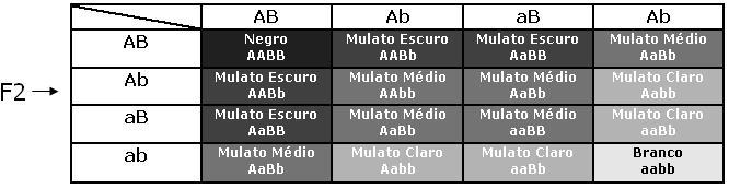 Herança quantitativa (POLIMERIA) 1:4:6:4:1 1 negro : 4