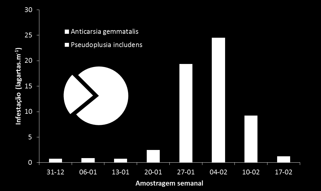 Flutuação populacional lagartas desfolhadoras Flutuação de lagartas amostradas