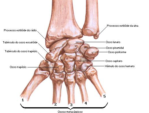 19 São dois ossos longos posicionados lado a lado: rádio lateral e ulna medial. Ligados pela membrana interóssea, estendida entre eles (DANGELO, 2007). 2.1.1.3 Ulna A porção distal da ulna apresenta-se como uma expansão arredondada e nodular a face anterior e posterior da diáfise, formando a cabeça da ulna.