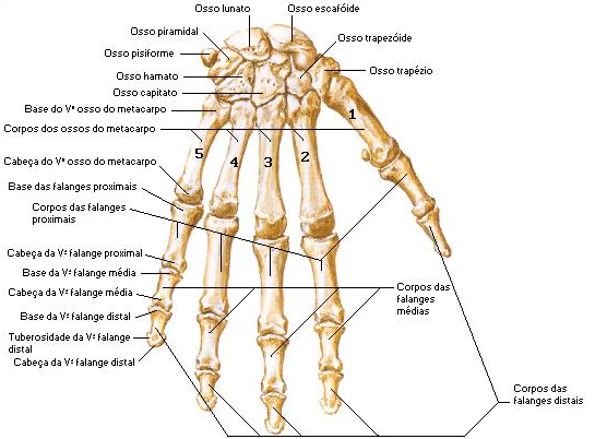 20 Figura 2. Mão vista anterior Fonte: NETTER, Frank. H. Atlas de Anatomia Humana. 2. ed. Porto Alegre: Artmed, 2000.