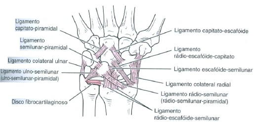 24 Figura 4. Ligamentos do punho Fonte: MAGEE, 2005, p. 355. 2.1.