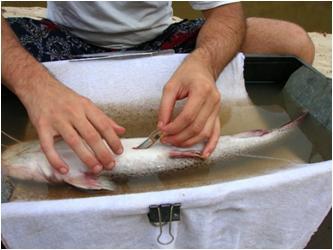 2.5) Transposição de Peixes: comportamento na natureza e características biomecânicas e natatórias de espécies migradoras brasileiras Investimento: R$ 1.597.