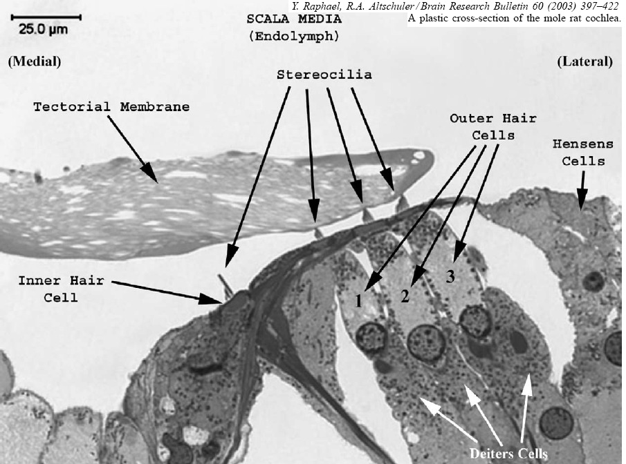 Os estereocílios e a membrana tectorial (ou tectória) As pontas dos cílios das células ciliadas externas (mas não das internas) penetram na membrana tectorial, à qual se encontram presas.
