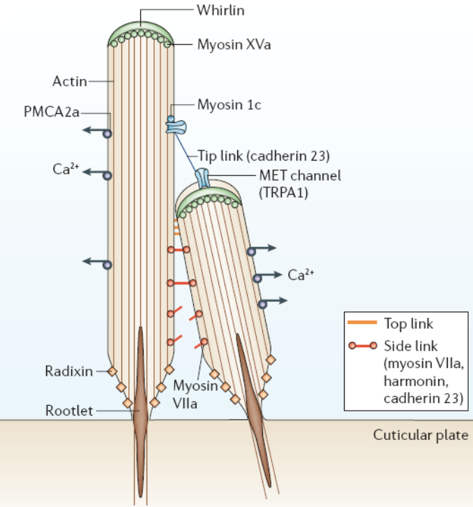 Side links e Tip Links Os estereocílios dum feixe estão ligados entre si por filamentos finos extracelulares: Ligações laterais (side links) Ligações na ponta (tip links).