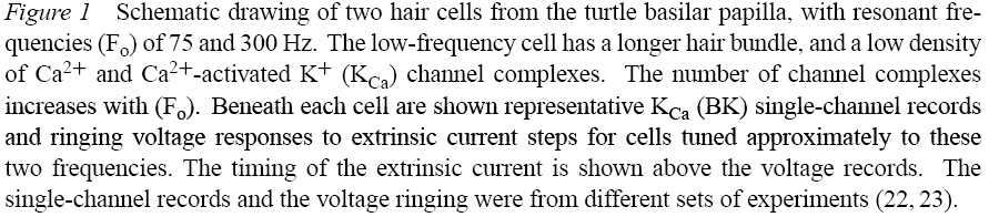 Oscilações eléctricas espontâneas das células ciliadas A corrente extrínseca (mediada via deflexão de estereocílios ou injectada artificialmente) conduz novamente o potencial na direcção positiva,