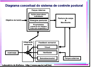 DIAGRAMA CONCEITUAL DO SISTEMA DE CONTROLE POSTURAL Forças internas Objetivo da tarefa Ações musculares individuais Sinergias posturais Propriedades Passivas