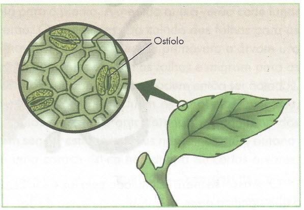 A boa notícia é que existe antídoto contra a pode- rosa toxina, mas, como sua ação é muito rápida, a vítima tem que ser atendida sem demora.