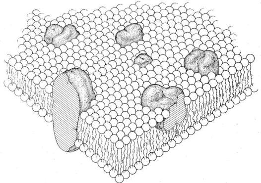 COMPOSIÇÃO DA MEMBRANA PLASMÁTICA - PROTEÍNAS INTEGRAIS PERIFÉRICAS - LIPÍDEOS: FOSFOLIPÍDEOS E COLESTEROL Exemplos de fosfolipídeos da membrana plasmática Fosfatidilcolina - CARBOIDRATOS SÓ NA FACE