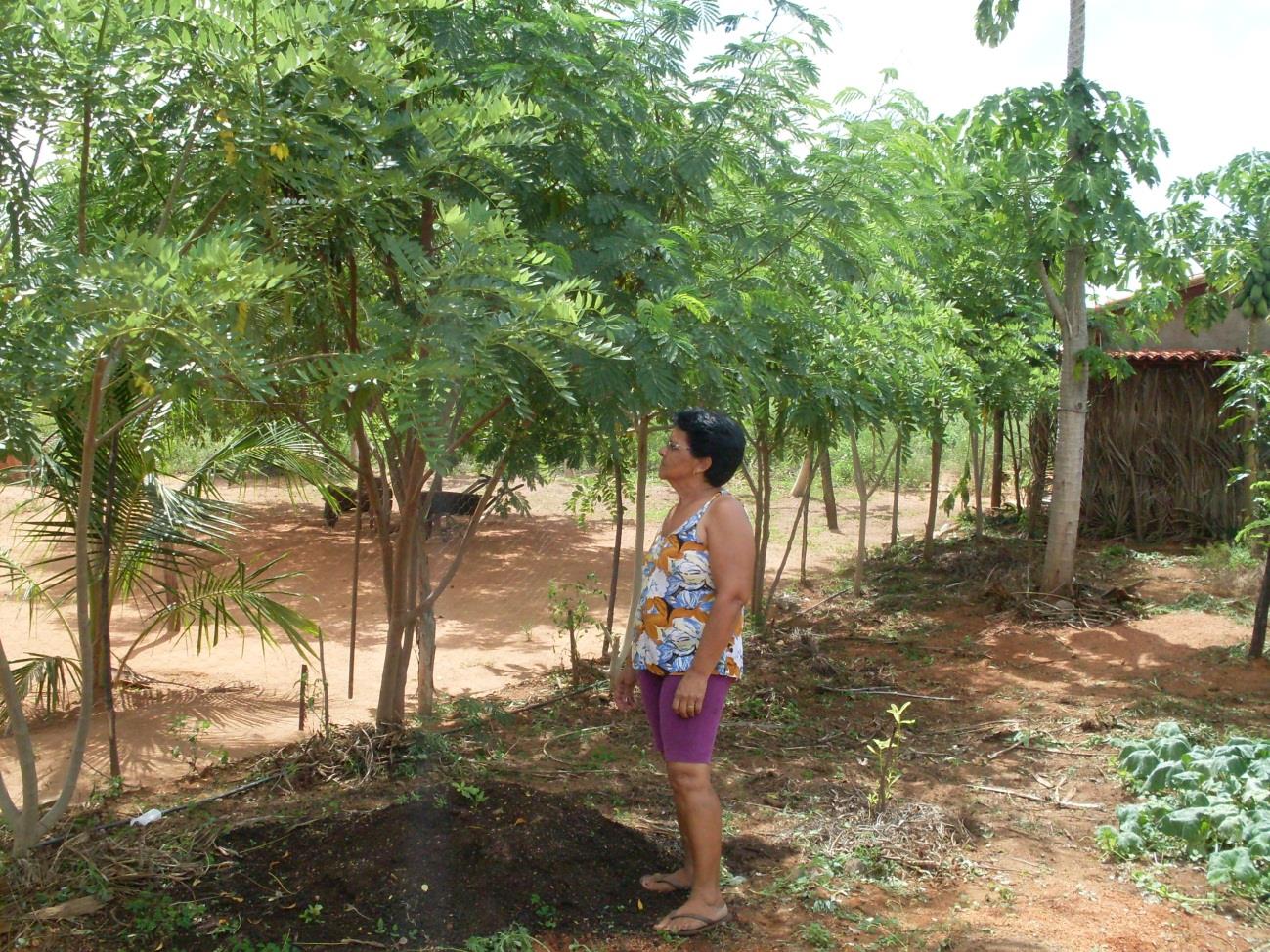 Componentes CERCA VIVA Gliricídia e Leucena: produção de