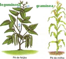 É importante destacar a morfologia floral, como base para o futuro estudo da reprodução das angiospermas.