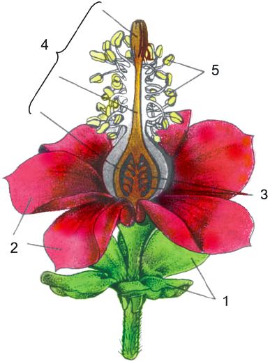 ( ) A semente não é "envolvida" pelo endosperma - esse tecido compõe, com o embrião, o interior da semente.