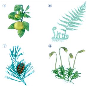 H. Freeman and Company, 1999), Raven diz: As plantas, como todos os organismos, tiveram ancestrais aquáticos.