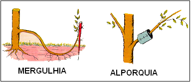planta duradoura corresponde ao esporófito, nas gimnospermas (c), a fase duradoura é o gametófito.