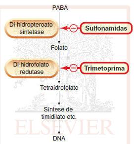 Antimicrobianos que interferem na síntese ou na ação do folato Trimetroprim-sulfametoxazol (cotrimoxazol) O sulfametoxazol (SMZ) é análogo estrutural do PABA (precursor na síntese de ácido fólico) As