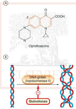 Antimicrobianos que alteram a topoisomerase Fluoroquinolonas Mecanismo de ação Inibem a topoisomerase II